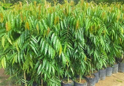 Cây xanh Ngọc Ánh hỗ trợ trồng cây công trình