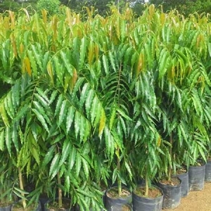 Cây xanh Ngọc Ánh hỗ trợ trồng cây công trình