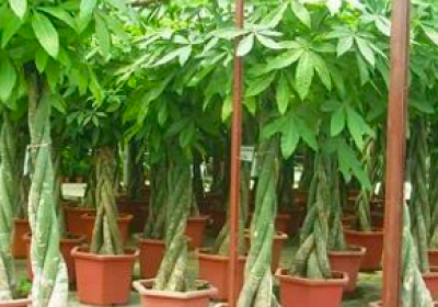 Đào tạo - hướng dẫn trồng cây công trình