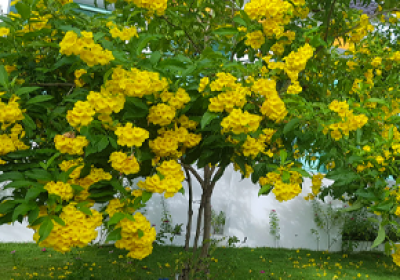 Hỗ Trợ Trồng Cây Công Trình