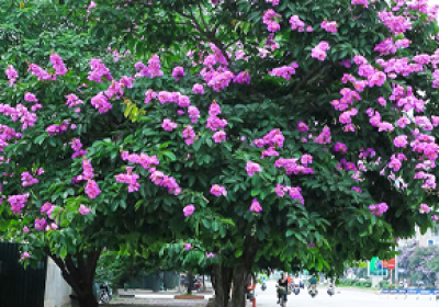 Thi Công Cây Xanh Công Trình Theo Yêu Cầu