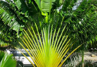 Dịch Vụ Thi Công Cây Xanh Công Trình